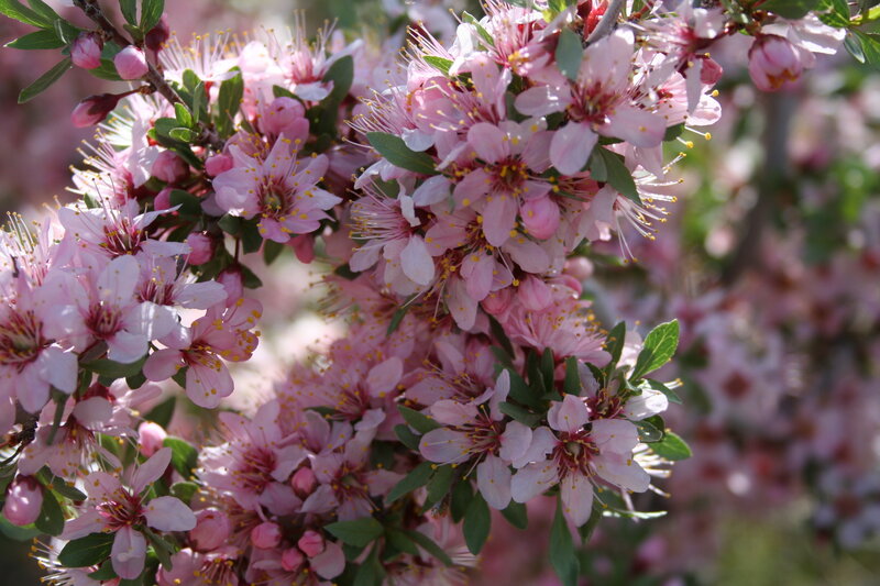 blooming pink cherry blossoms