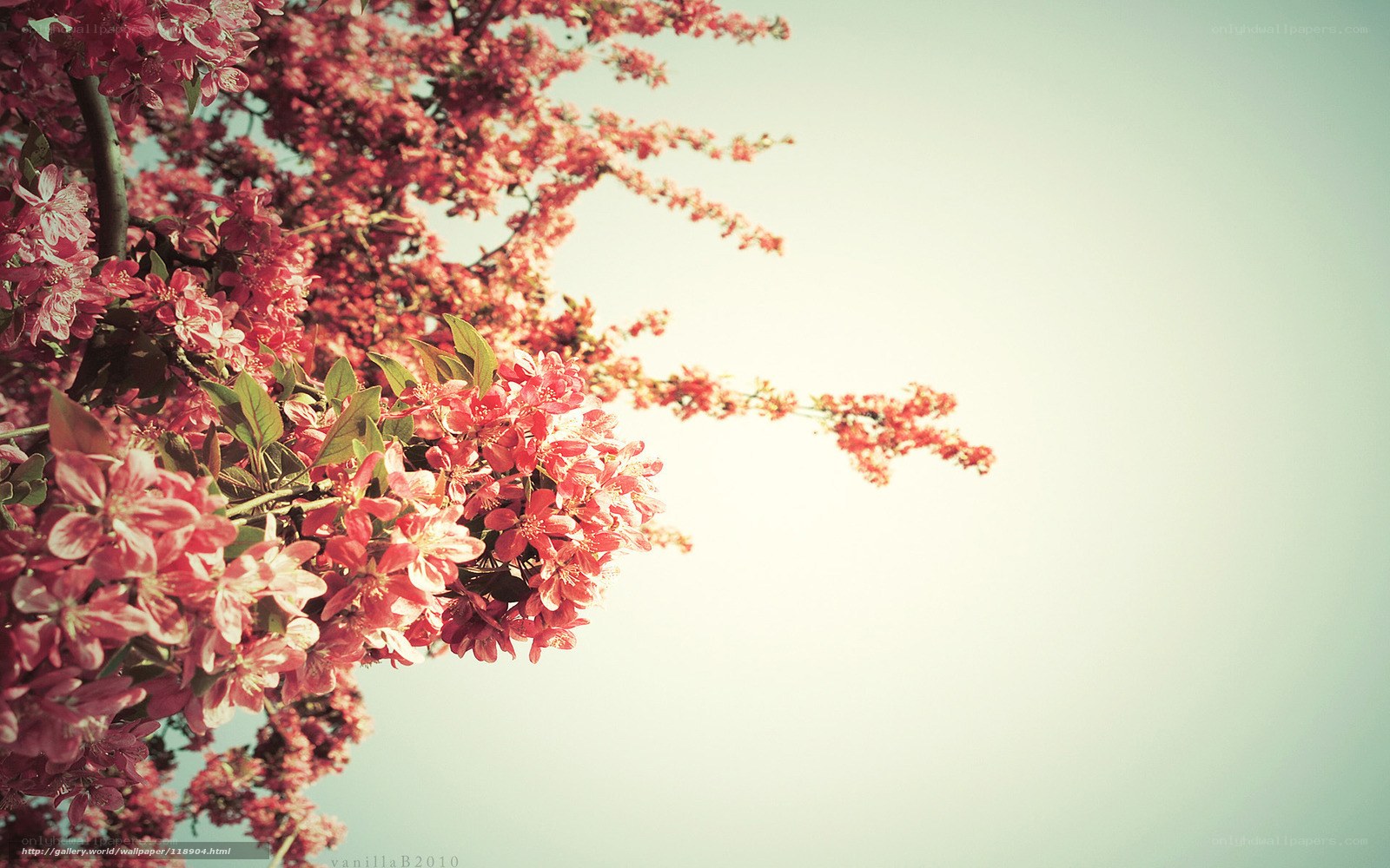 Blooming pink cherry blossoms