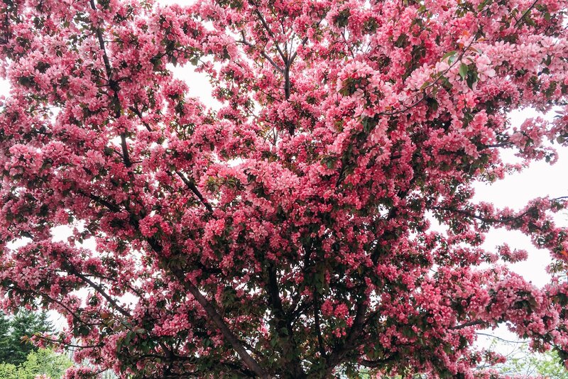 Blooming pink cherry tree
