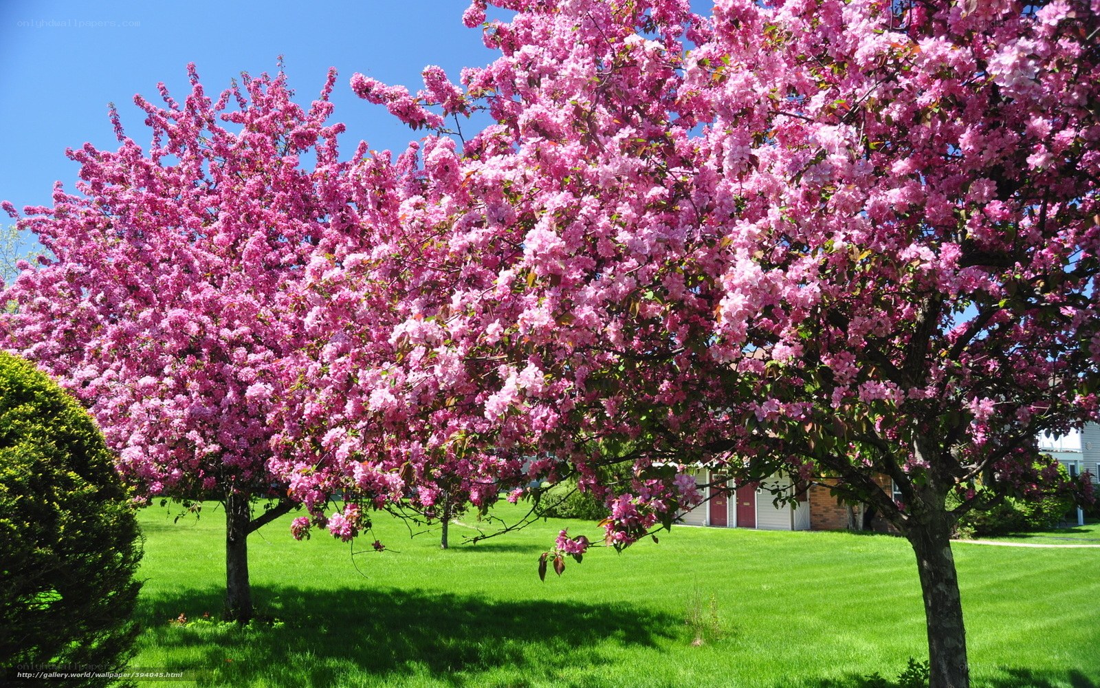 Blooming pink cherry trees