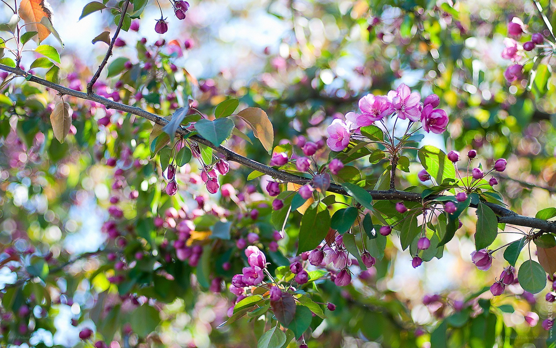 Blooming pink crabapple blossoms