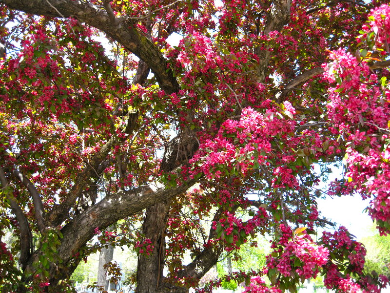Blooming pink crabapple tree
