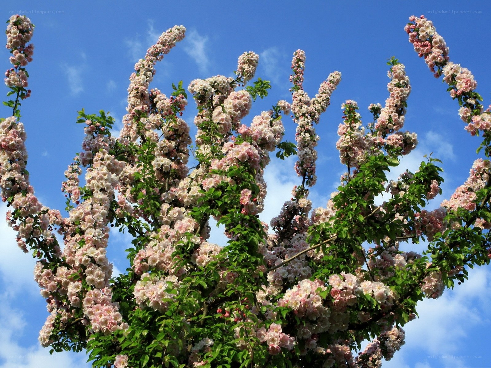 Blooming pink flowers against blue sky