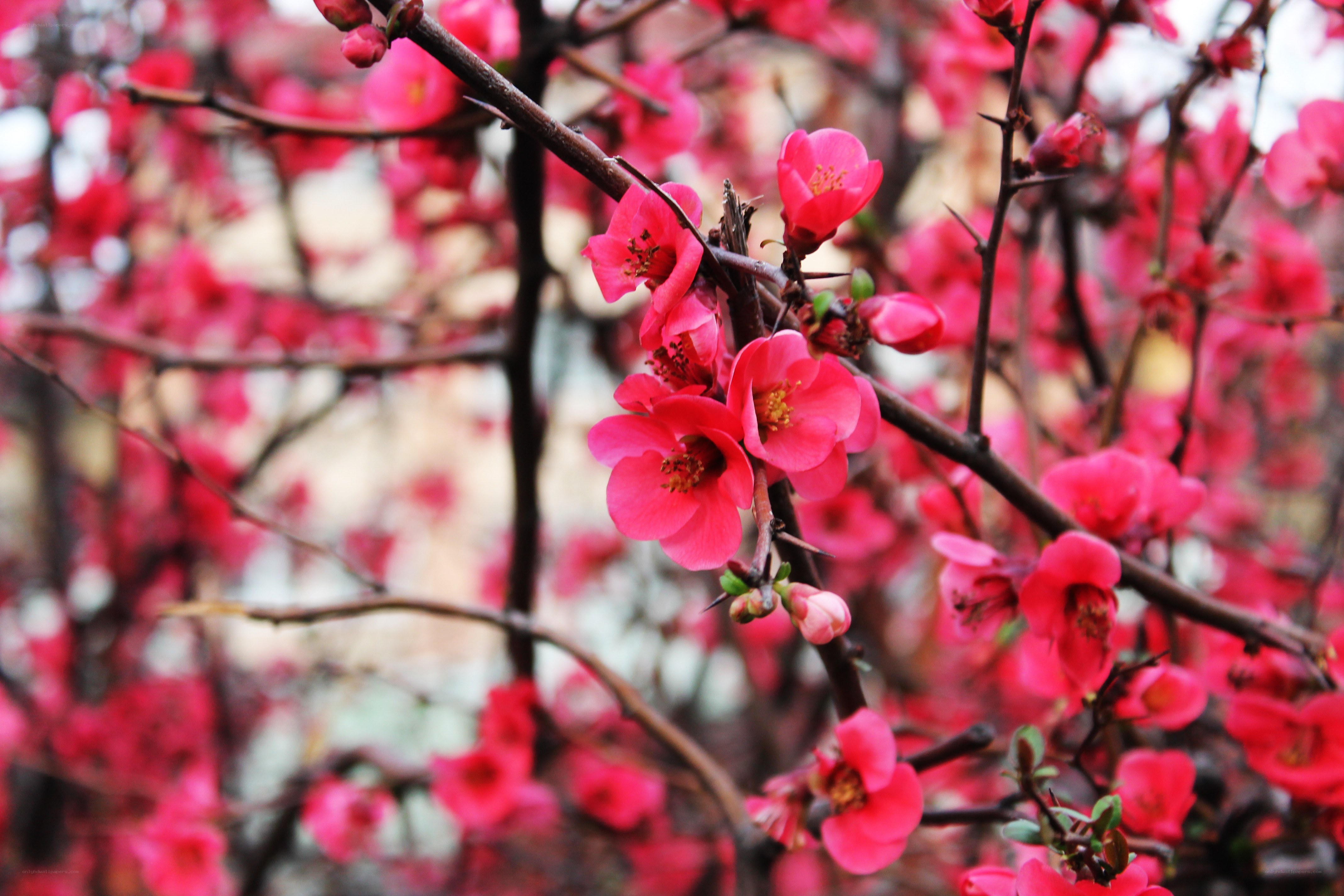 blooming pink flowers on branches