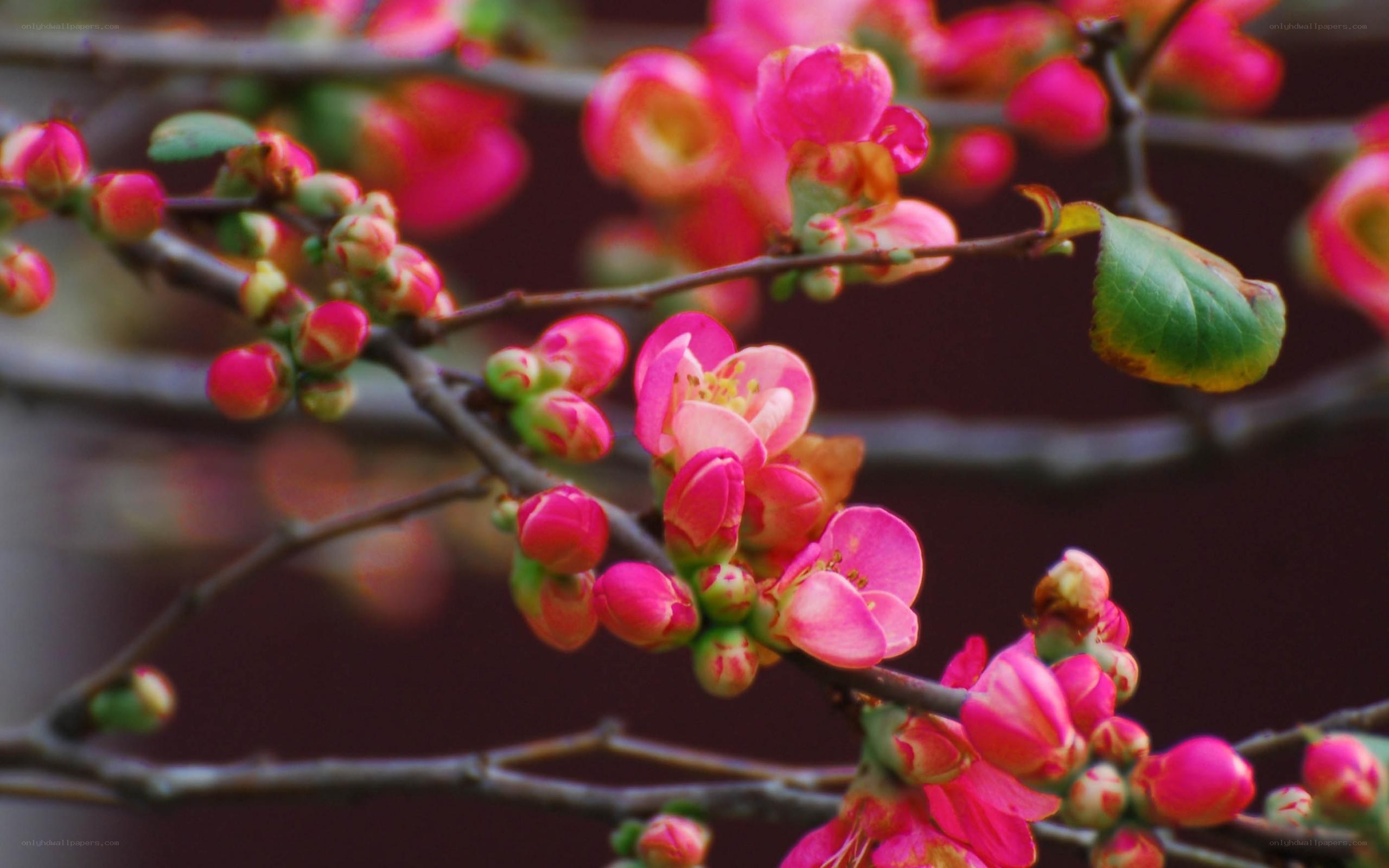 blooming pink flowers on branches