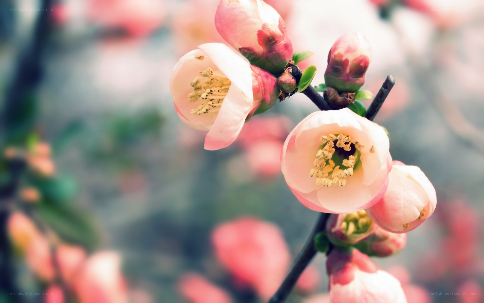 blooming pink flowers