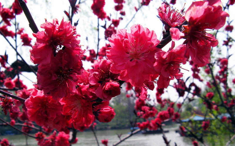 Blooming Pink Peach Blossoms