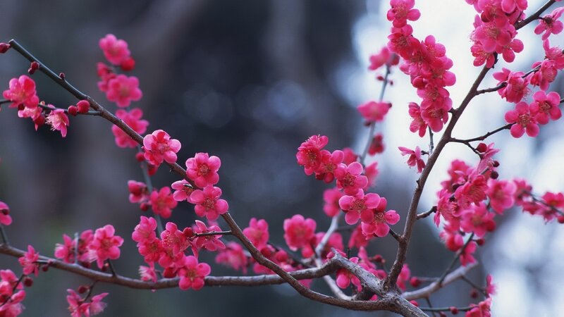 blooming pink plum blossoms