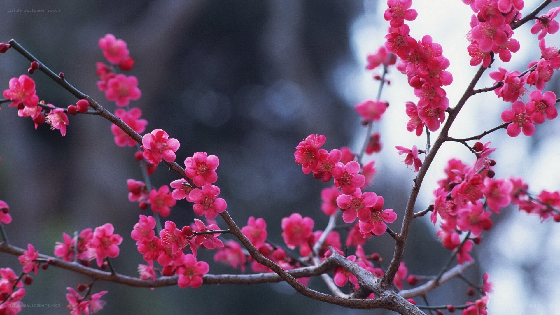 blooming pink plum blossoms