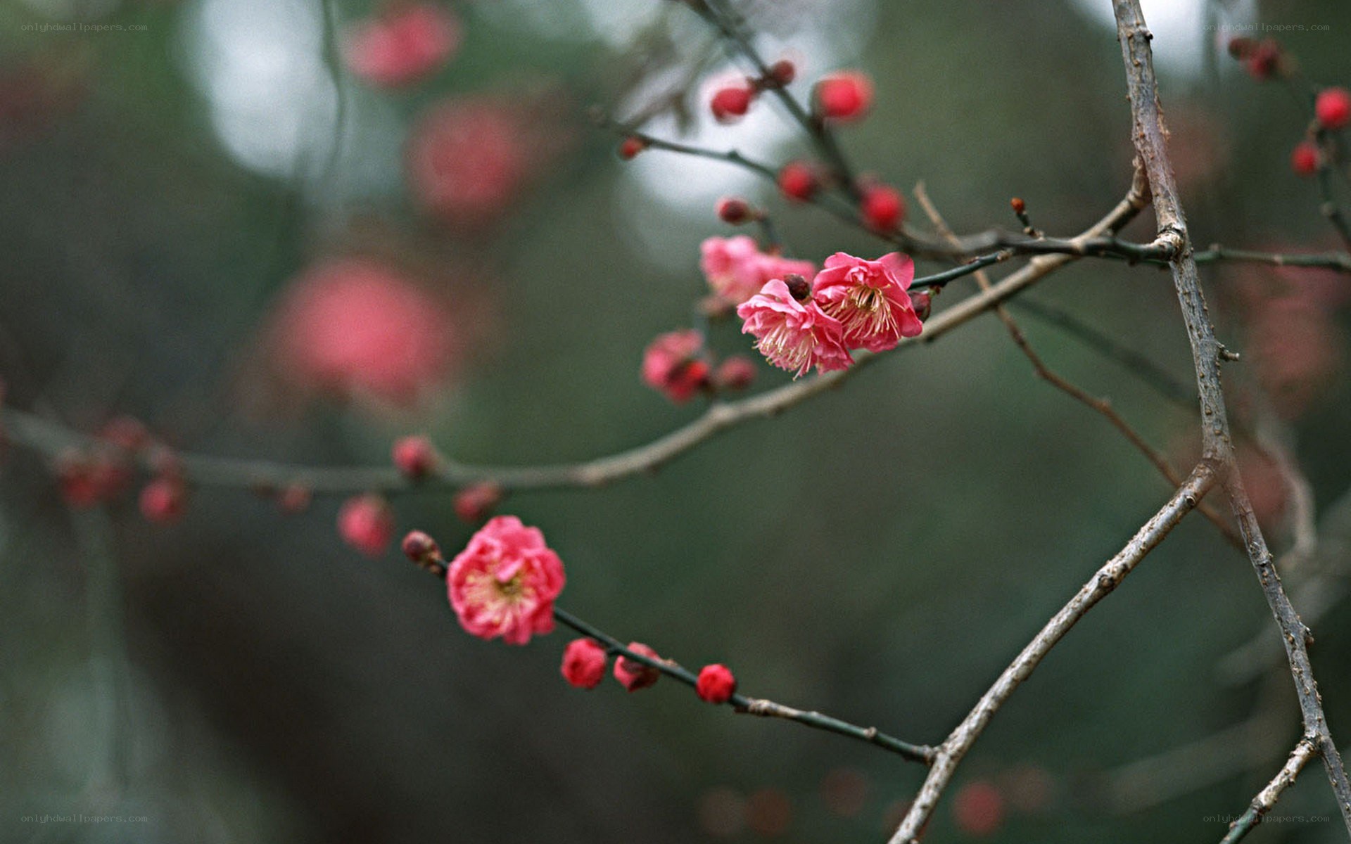 blooming pink plum blossoms