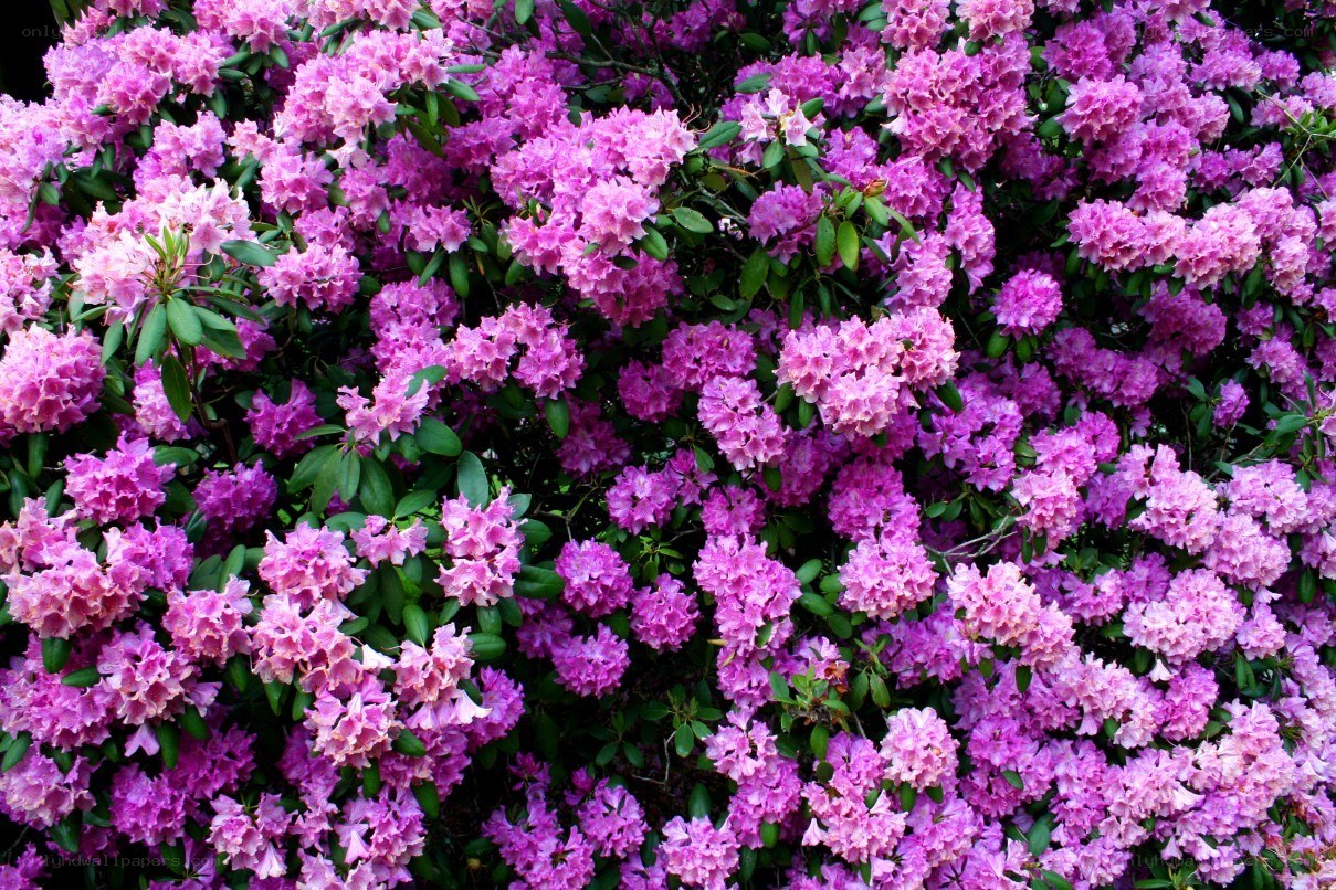 blooming pink rhododendron bush