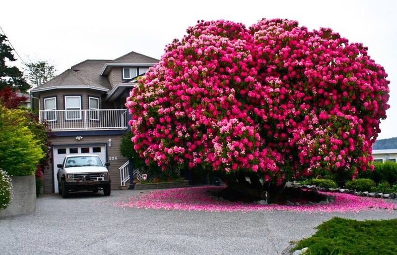 Blooming Pink Rhododendron