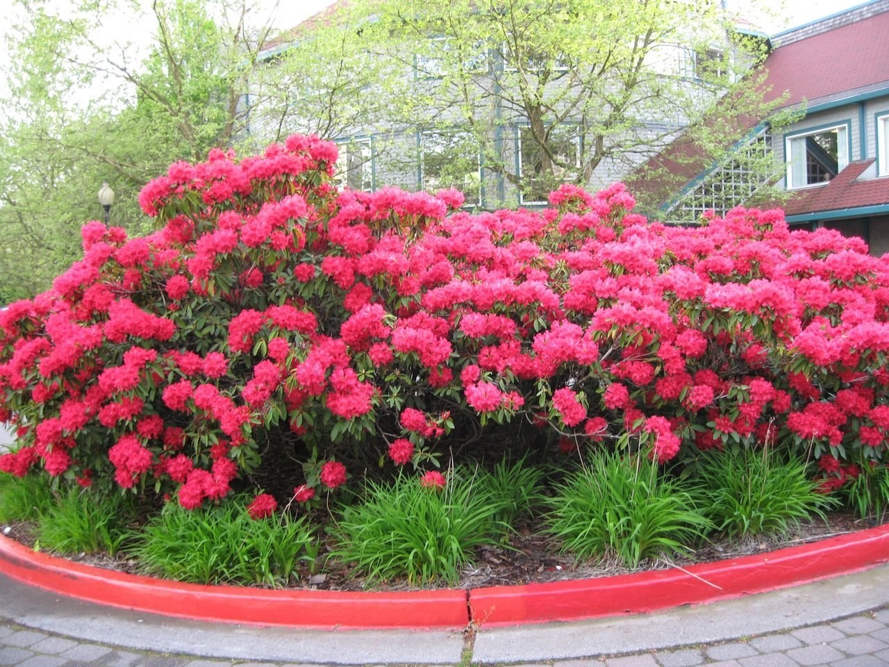 blooming pink rhododendrons
