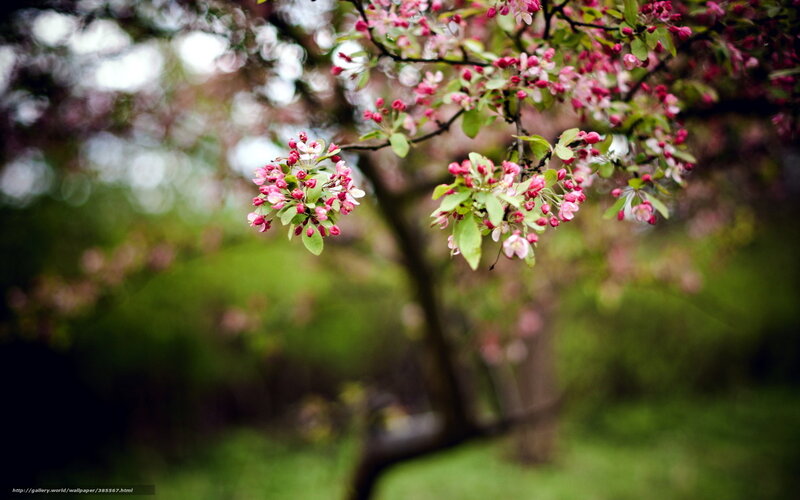 Blooming pink tree branches