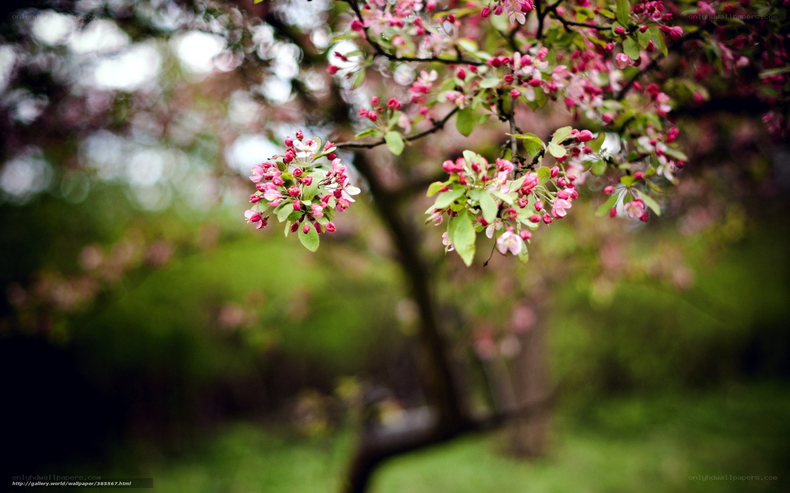 Blooming pink tree branches