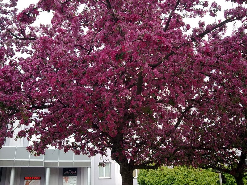 Blooming Pink Tree — Calm