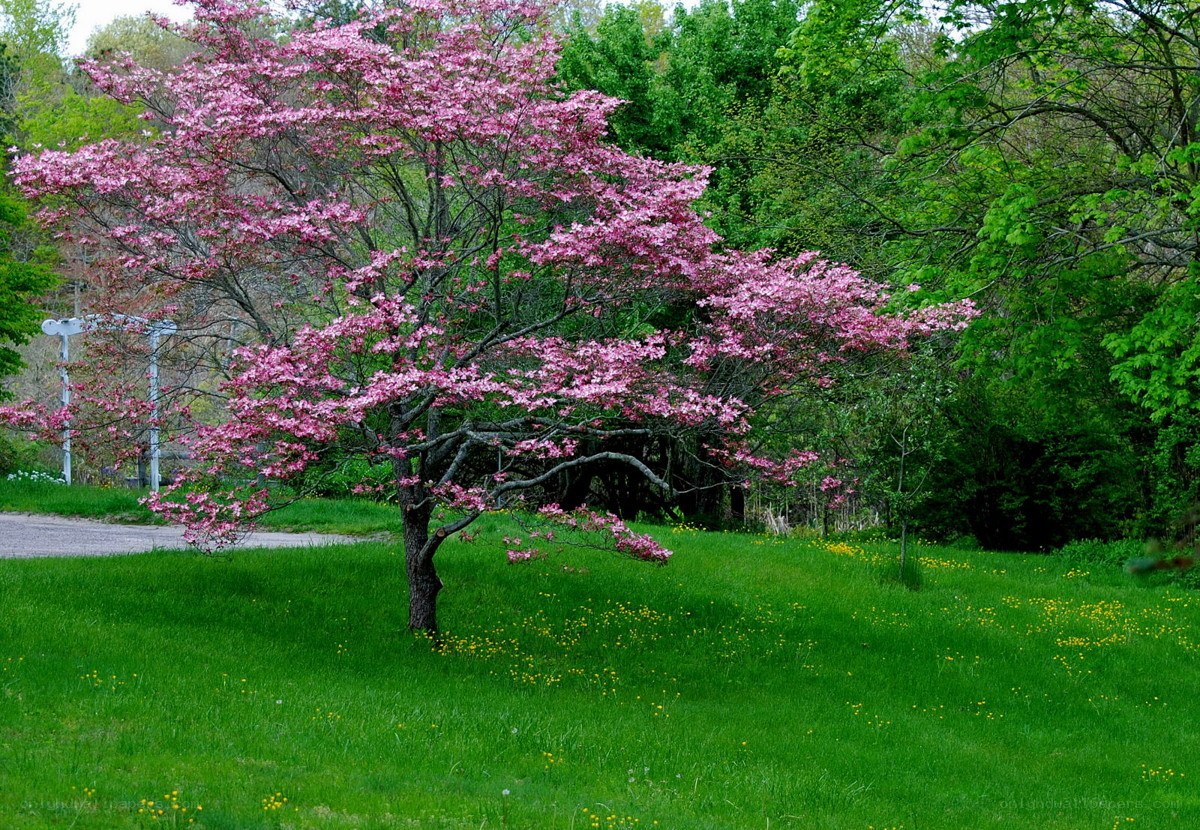 Blooming pink tree in a park