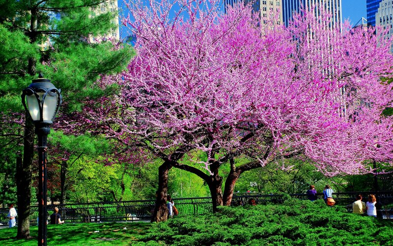 Blooming pink tree in city park