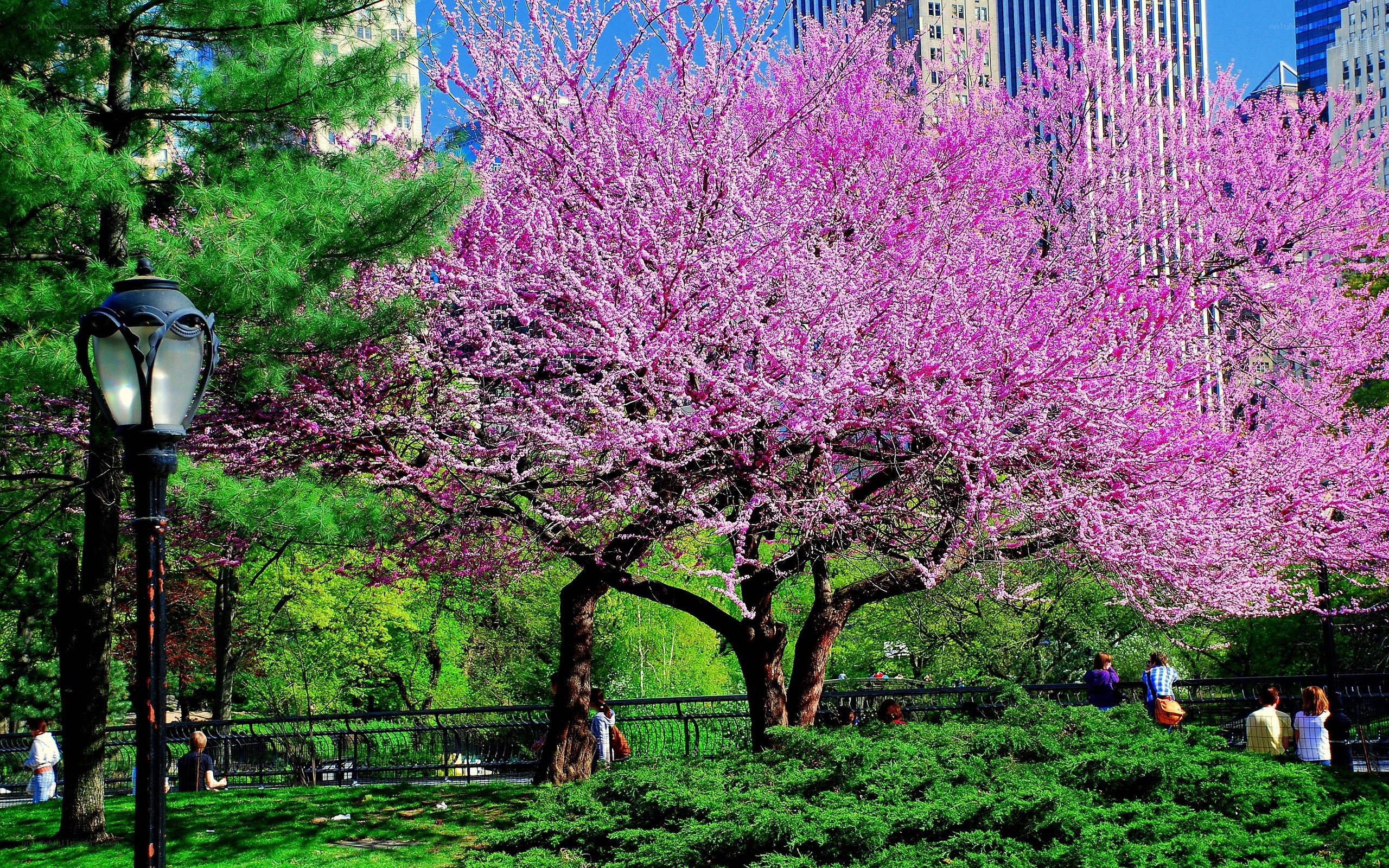 Blooming pink tree in city park