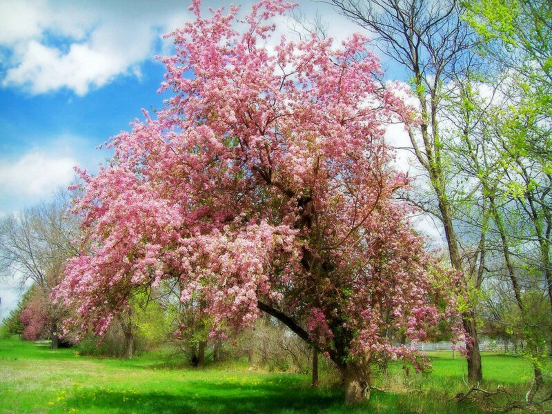 Blooming pink tree in spring