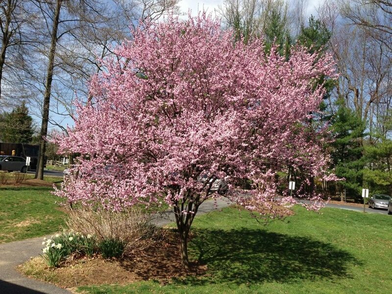 Blooming pink tree in spring