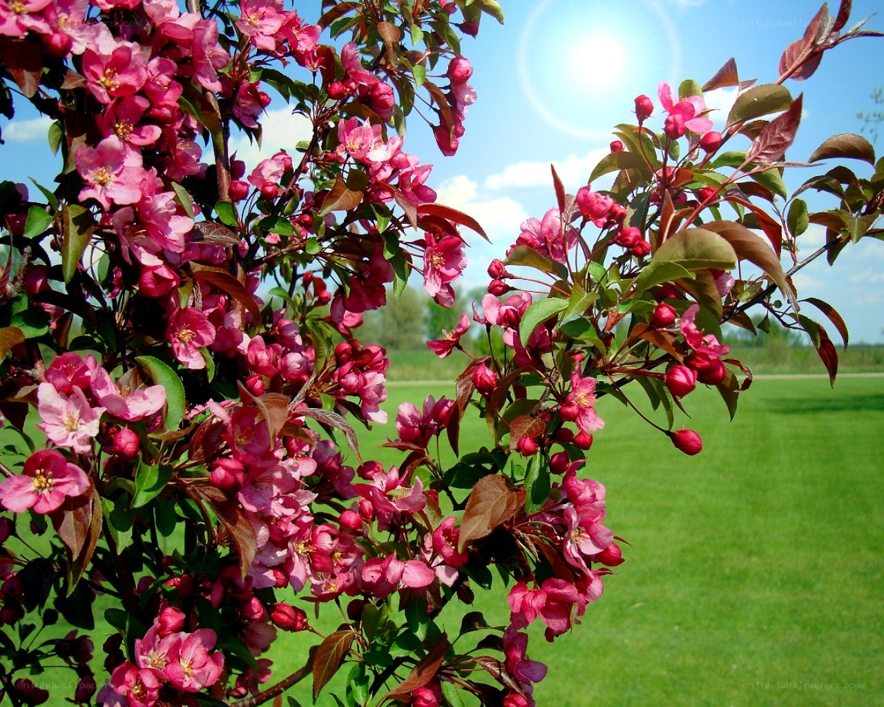 Blooming pink tree in sunlight