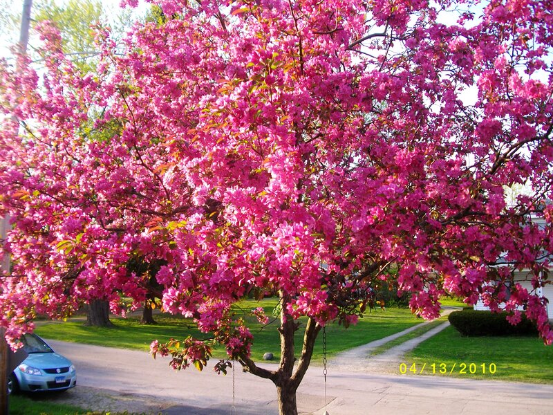 Blooming Pink Tree — Serene