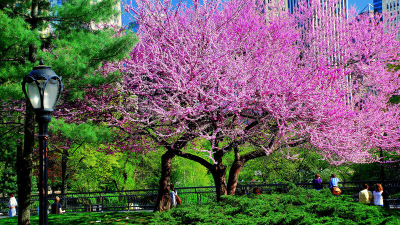 Blooming Pink Tree