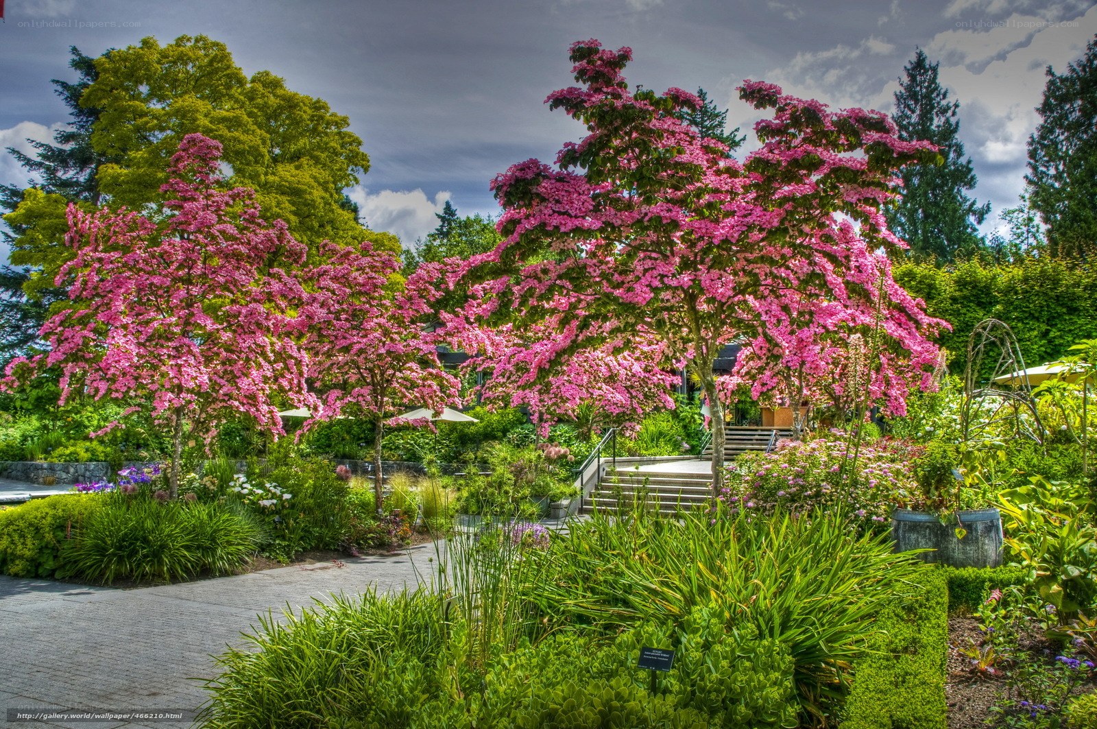 Blooming pink trees in garden