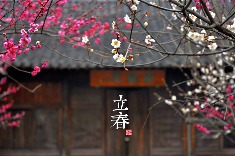 Blooming Plum Blossoms — Pink