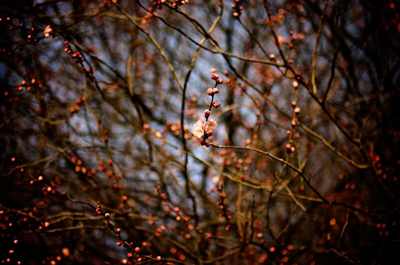 Blooming Plum Blossoms