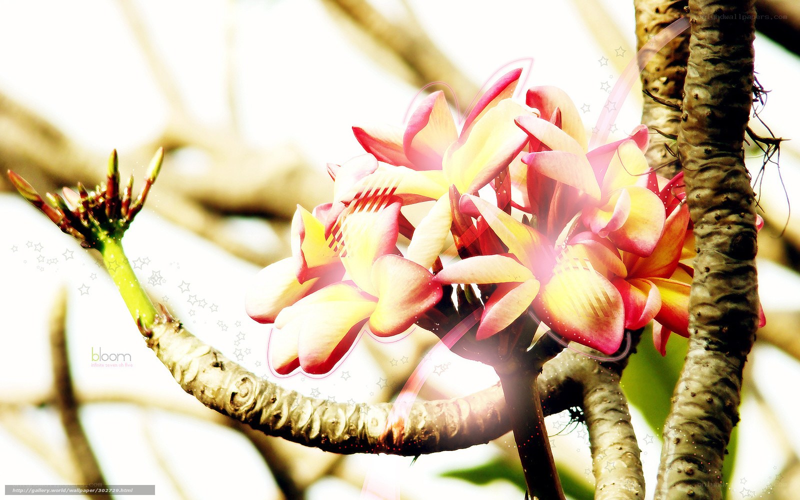 Blooming Plumeria Flowers