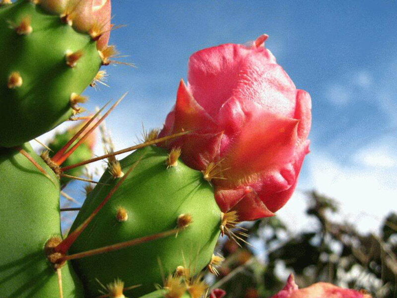Blooming Prickly Pear Cactus — Green, Serene