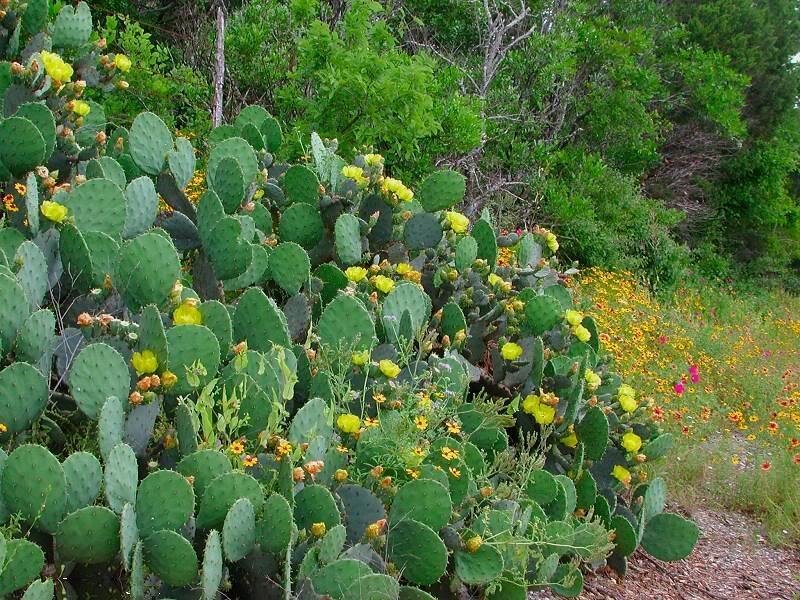 Blooming Prickly Pear Cactus — Green