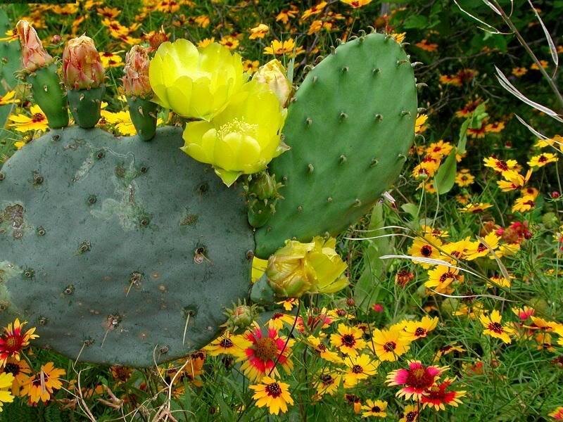 Blooming Prickly Pear Cactus — Green, Vibrant