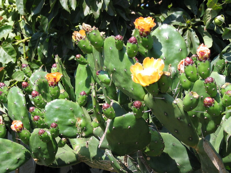 Blooming Prickly Pear Cactus