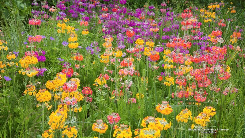 Blooming Primrose Flowers