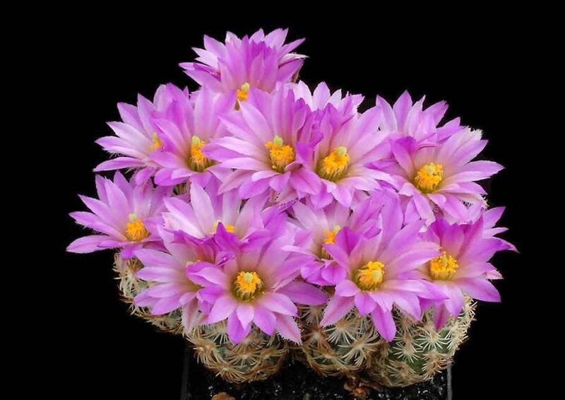 blooming purple cactus flowers