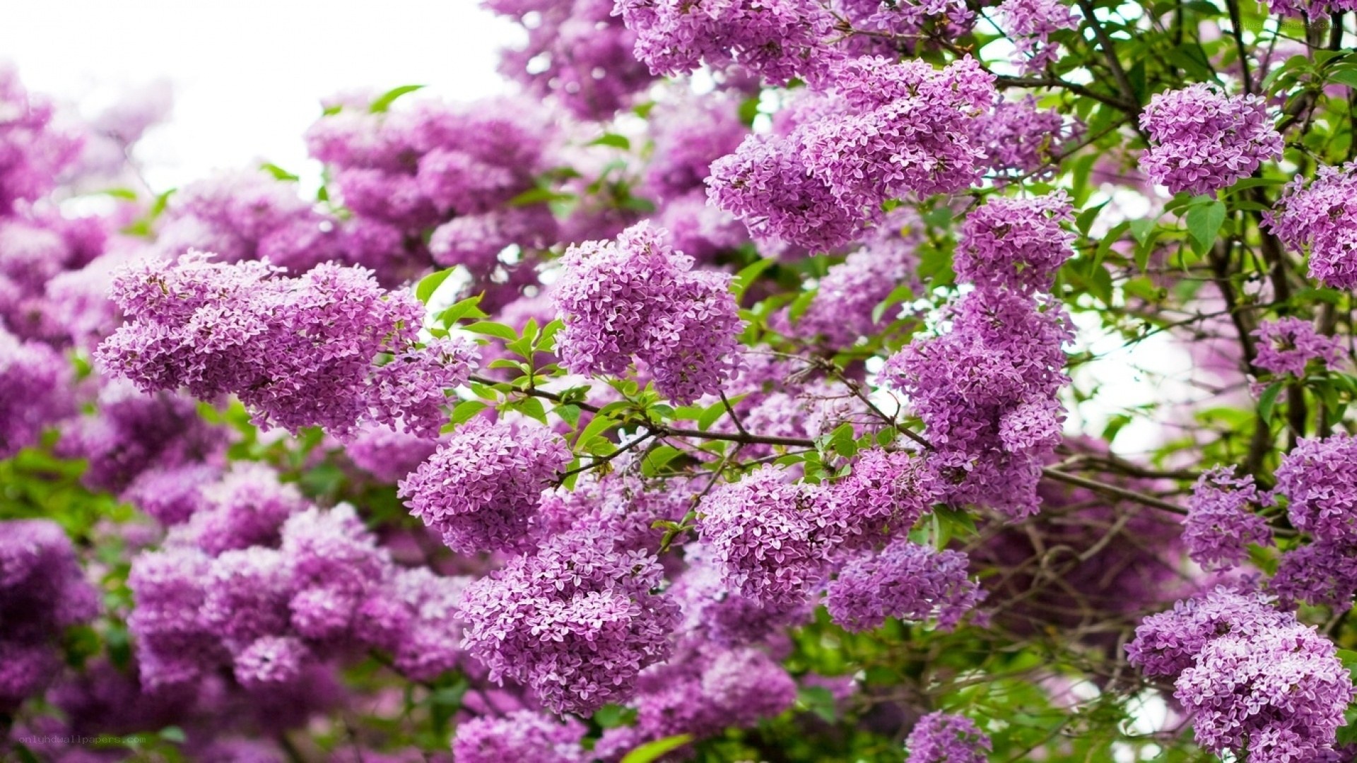 blooming purple lilac flowers