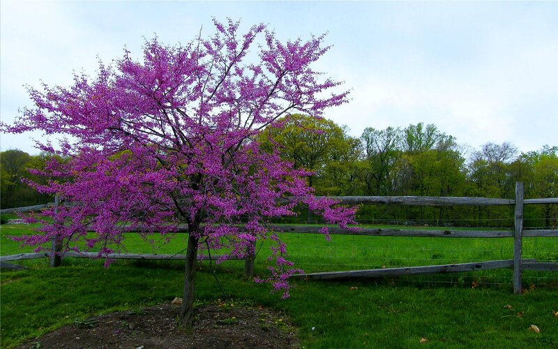 blooming purple tree by fence