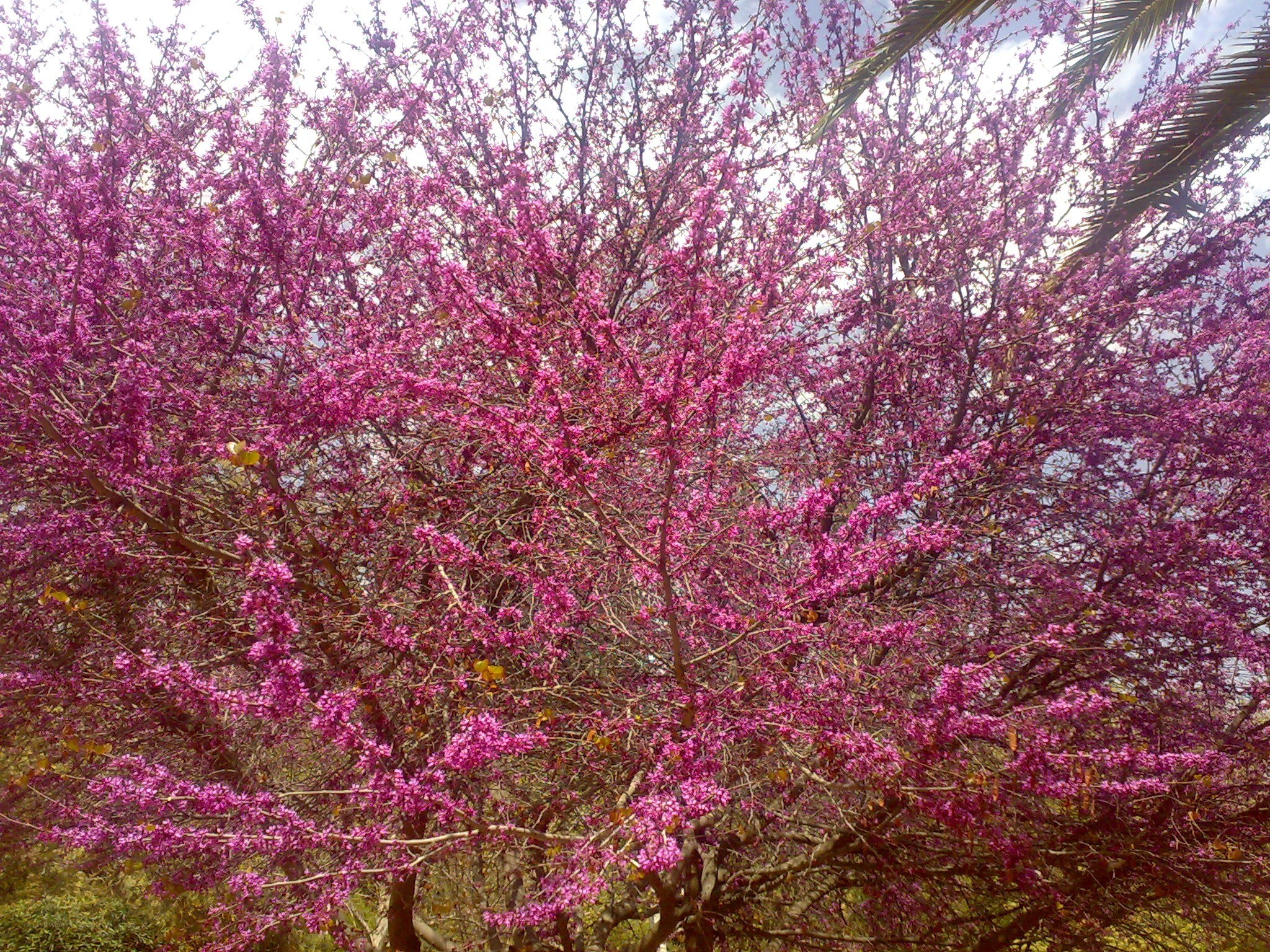 Blooming purple tree