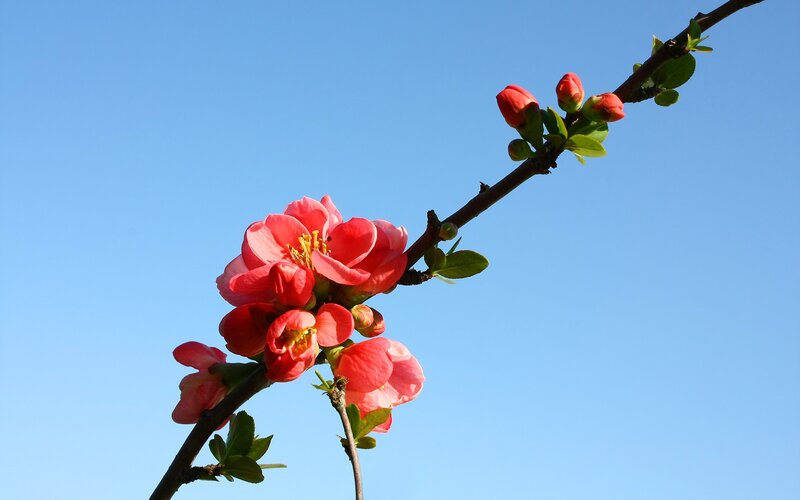 Blooming Quince Branch