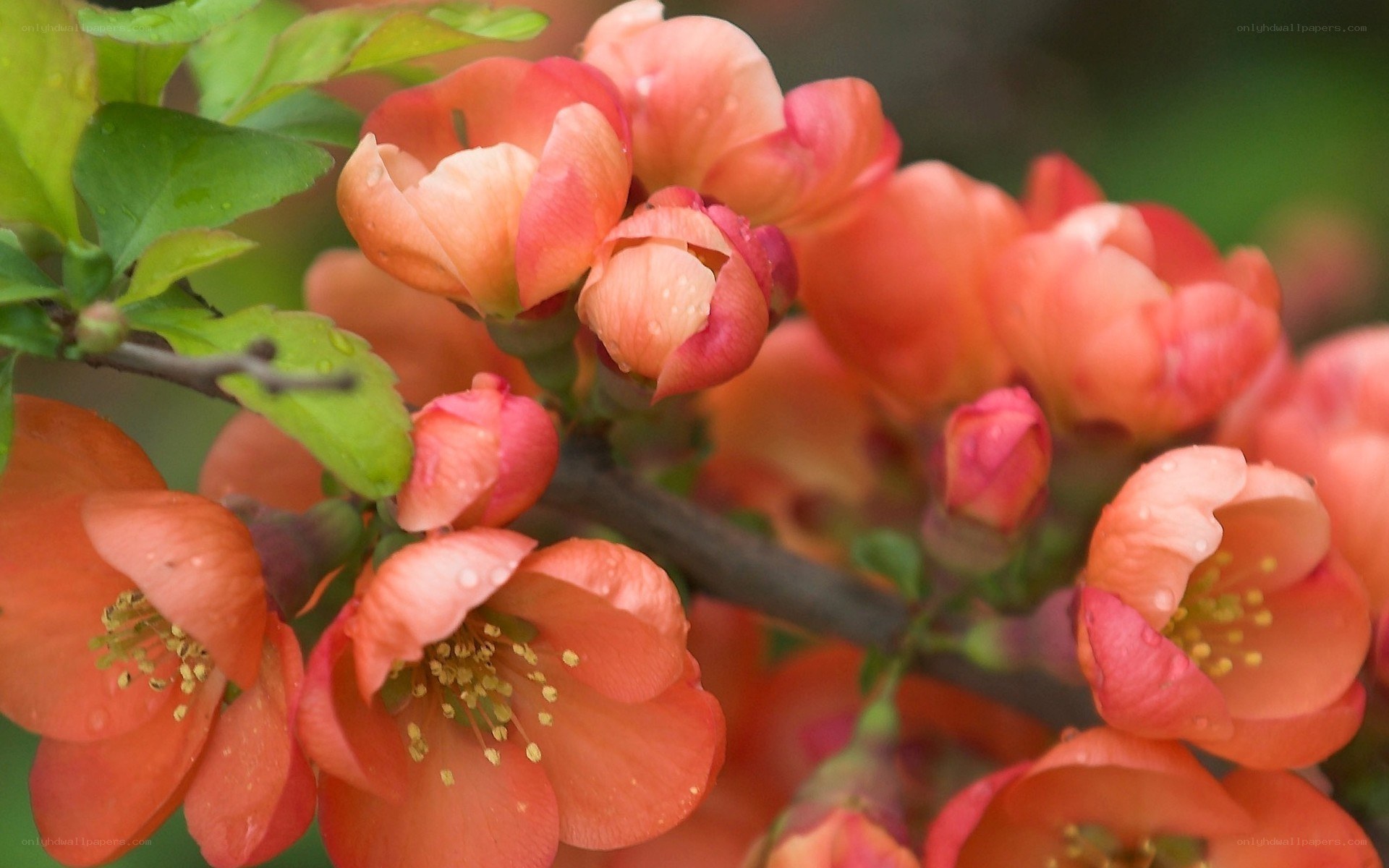 blooming quince flowers