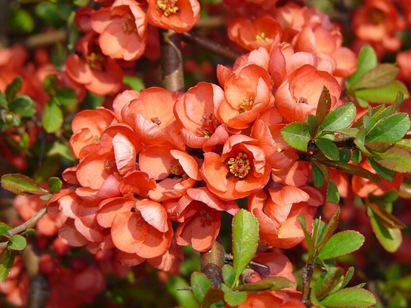 blooming quince flowers