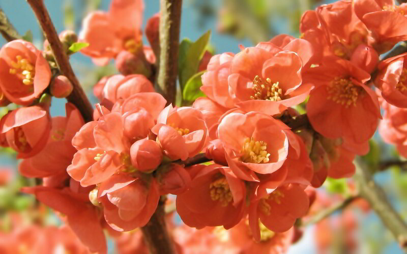 Blooming Quince Flowers — Orange, Bright, Spring