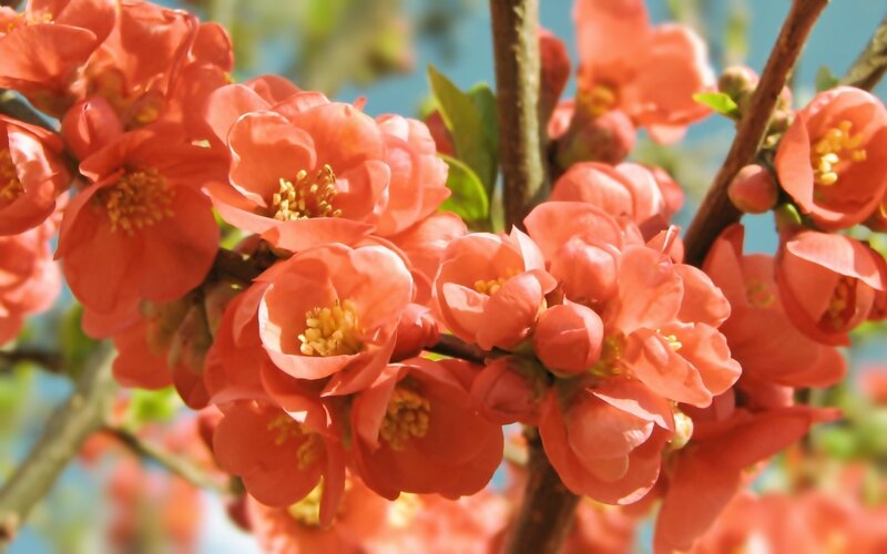 Blooming Quince Flowers — Orange, Bright