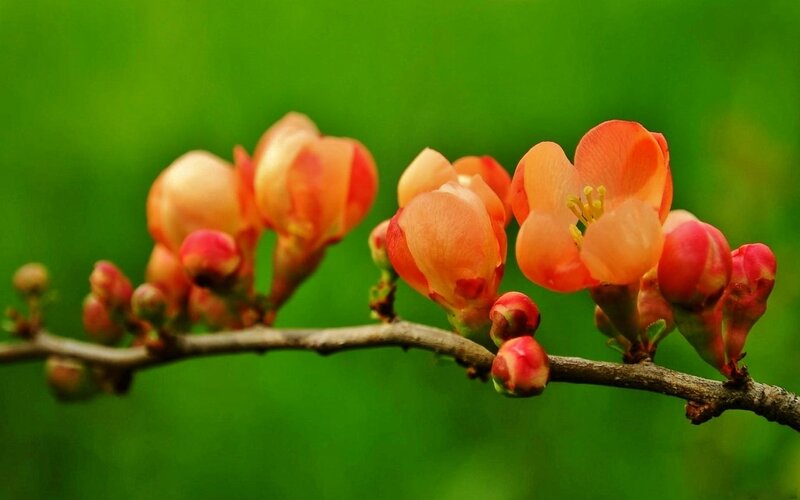 Blooming Quince Flowers — Orange, Serene