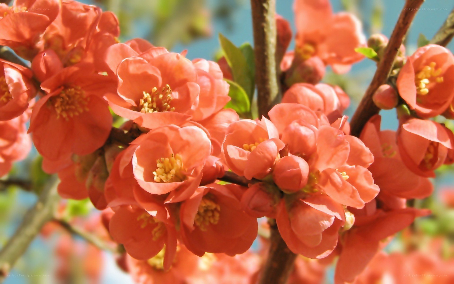 blooming quince flowers