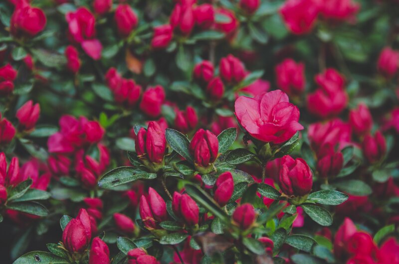 blooming red azaleas