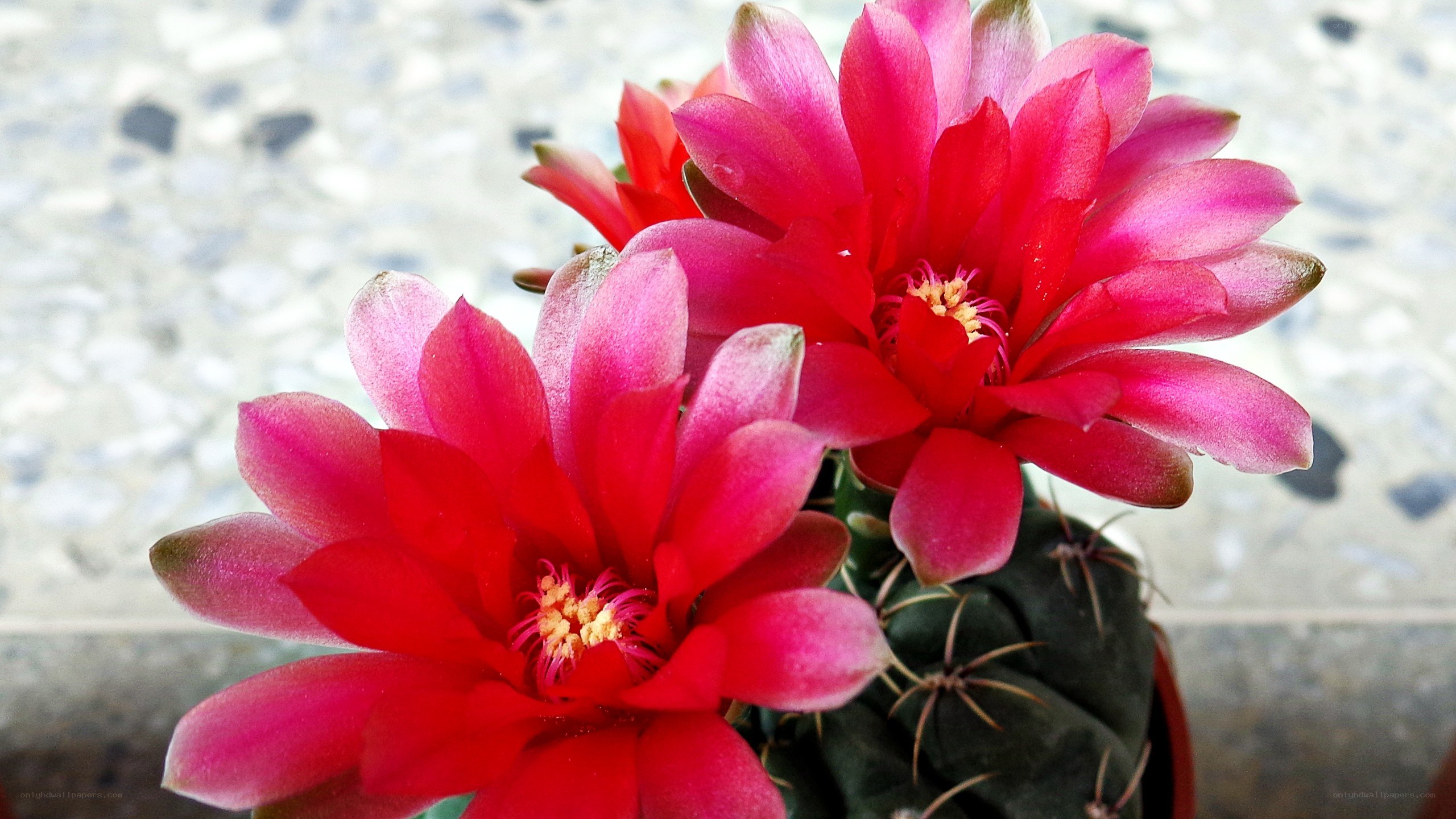 blooming red cactus flowers